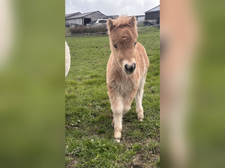 Mini Shetland Pony Stallion Foal (03/2026) 8.1 hh Chestnut-Red in Niederwampach
