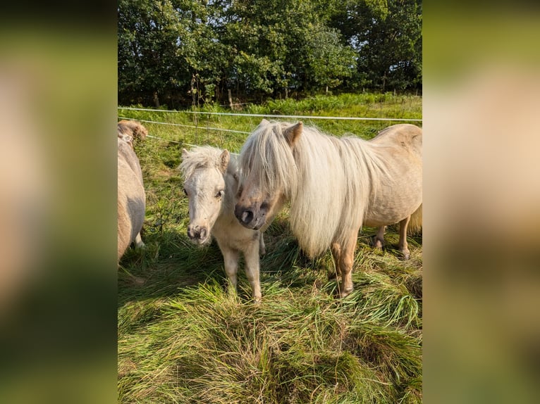 Mini Shetland Pony Stallion Foal (05/2024) 8,1 hh Palomino in Besdorf