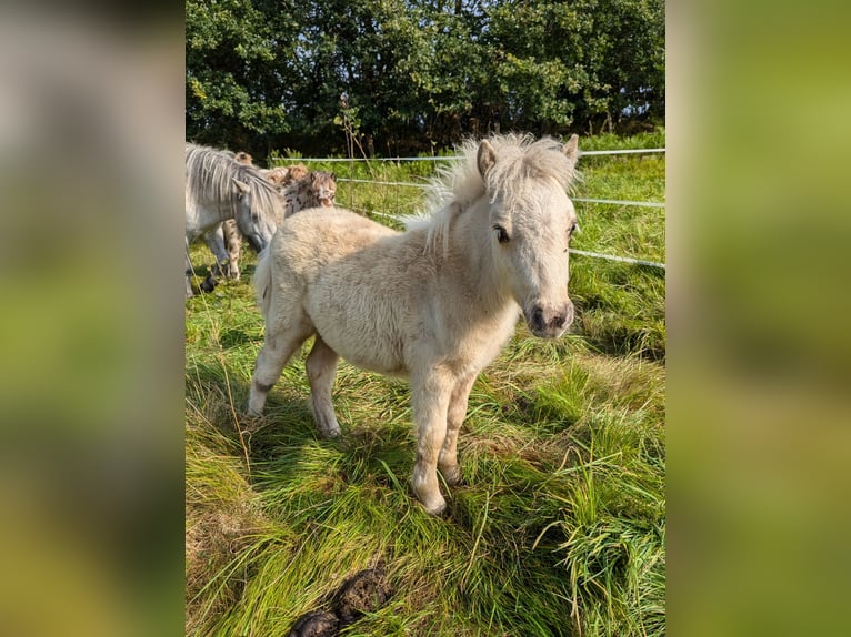 Mini Shetland Pony Stallion Foal (05/2024) 8,1 hh Palomino in Besdorf