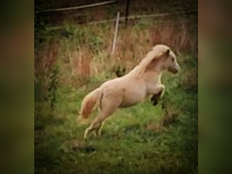 Mini Shetland Pony Stallion Foal (06/2026) 8.1 hh Perlino in Winkel