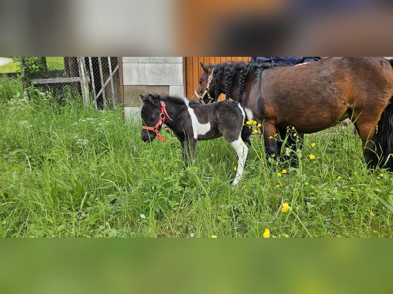 Mini Shetland Pony Stallion Foal (01/2024) 9,1 hh Pinto in Burladingen