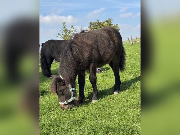 Mini Shetland Pony Stallion Foal (05/2026) Bay-Dark in Beusichem