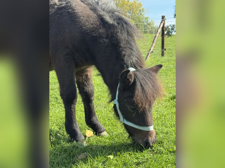 Mini Shetland Pony Stallion Foal (05/2026) Bay-Dark in Beusichem