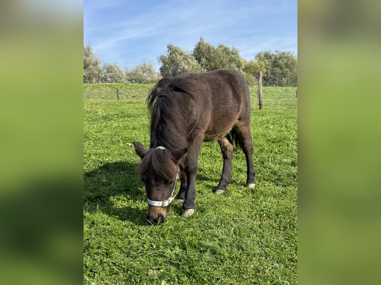 Mini Shetland Pony Stallion Foal (05/2026) Bay-Dark in Beusichem