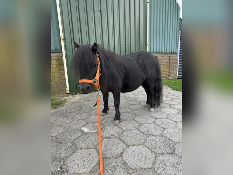 Mini Shetland Pony Stallion Foal (05/2026) Bay-Dark in Beusichem