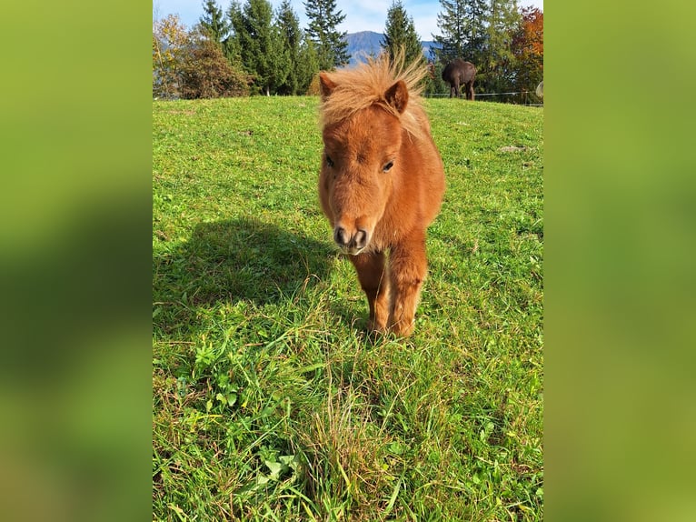 Mini Shetland Pony Stallion Foal (06/2025) Chestnut-Red in Werfen