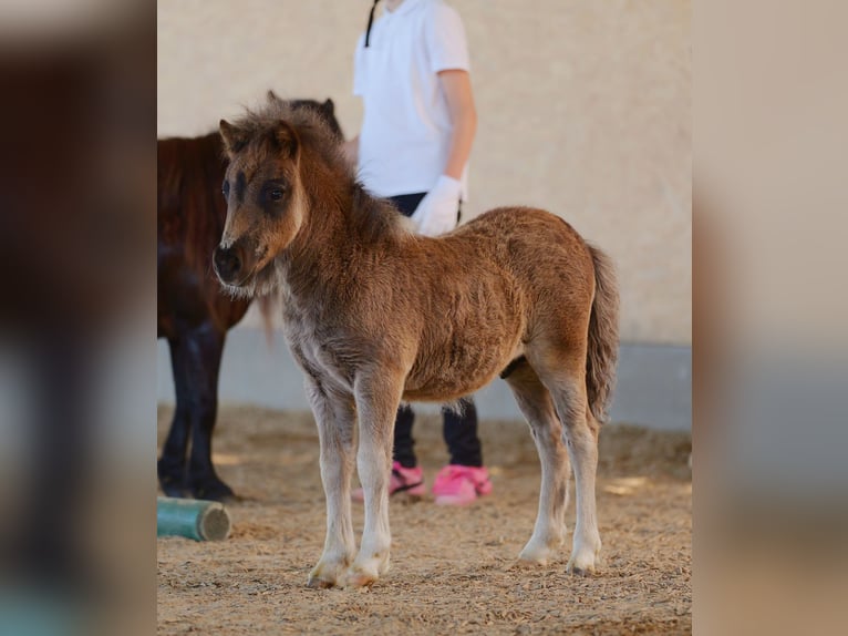 Mini Shetland Pony Stallion Foal (04/2026) Pinto in Kellinghusen