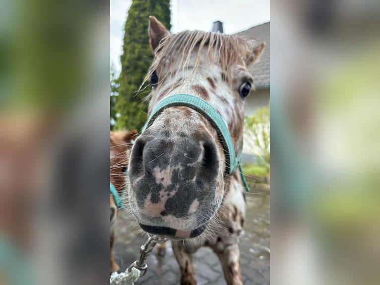 Mini Shetland Pony Stallion Leopard-Piebald in Sankt Sebastian