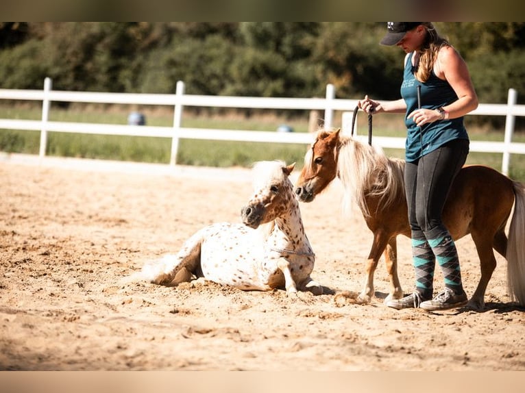 Mini Shetland Pony Stallion Leopard-Piebald in Sankt Sebastian