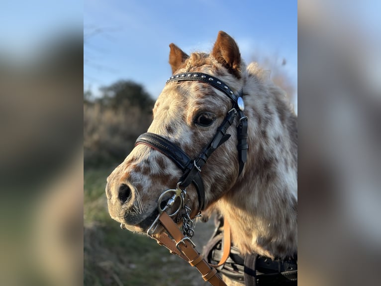 Mini Shetland Pony Stallion Leopard-Piebald in Sankt Sebastian
