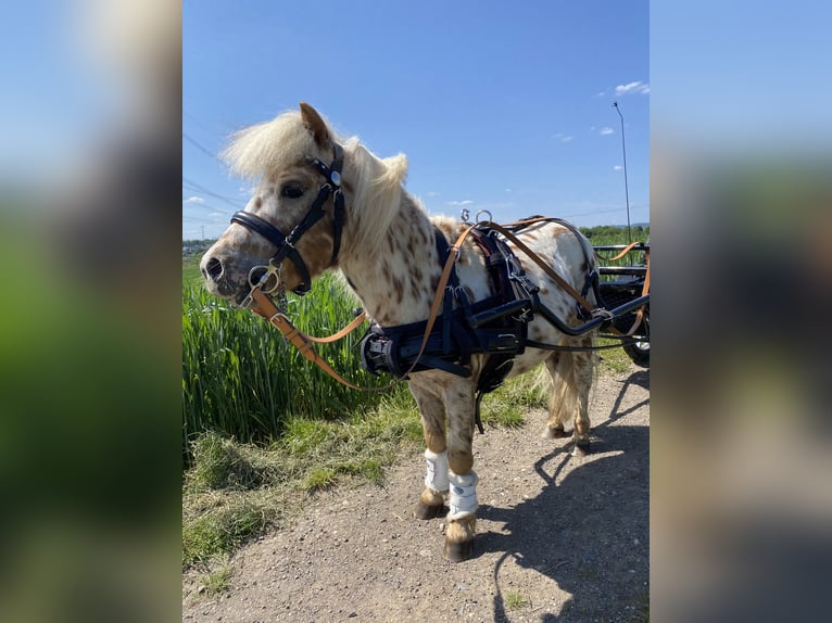 Mini Shetland Pony Stallion Leopard-Piebald in Sankt Sebastian