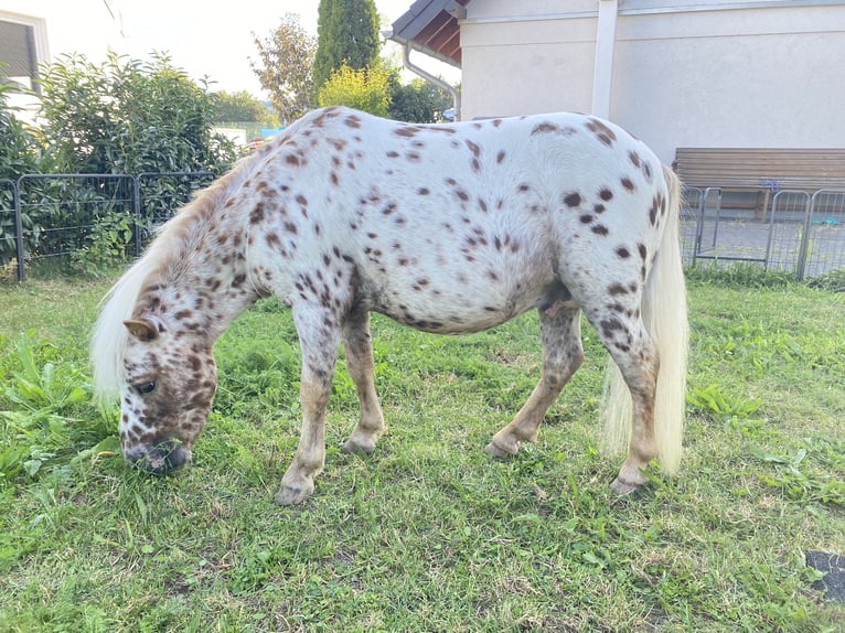 Mini Shetland Pony Stallion Leopard-Piebald in Sankt Sebastian