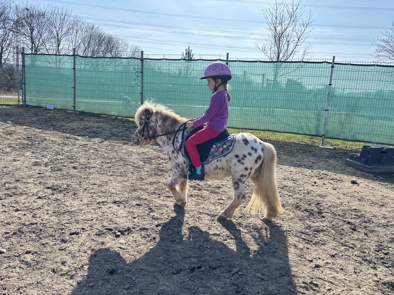 Mini Shetland Pony Stallion Leopard-Piebald in Sankt Sebastian