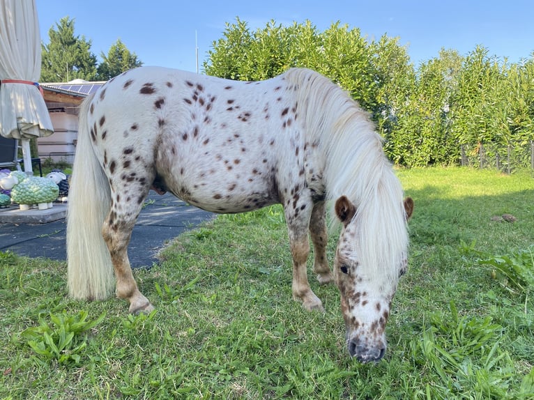 Mini Shetland Pony Stallion Leopard-Piebald in Sankt Sebastian