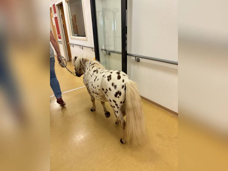 Mini Shetland Pony Stallion Leopard-Piebald in Sankt Sebastian
