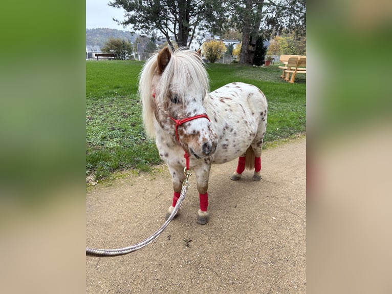 Mini Shetland Pony Stallion Leopard-Piebald in Sankt Sebastian