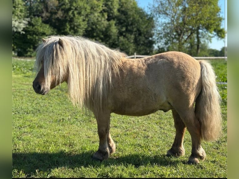 Mini Shetland Pony Stallion Red Dun in Herzebrock-Clarholz