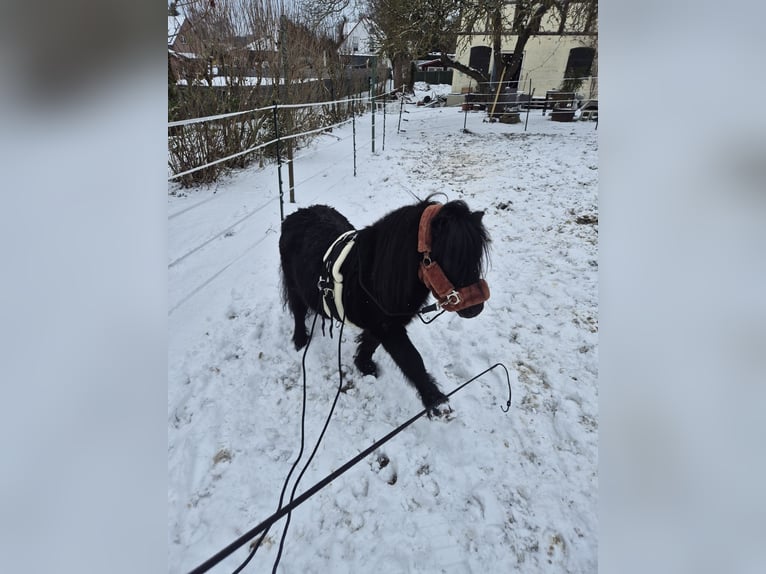 Mini Shetland Pony Stallion Roan-Blue in Northeim