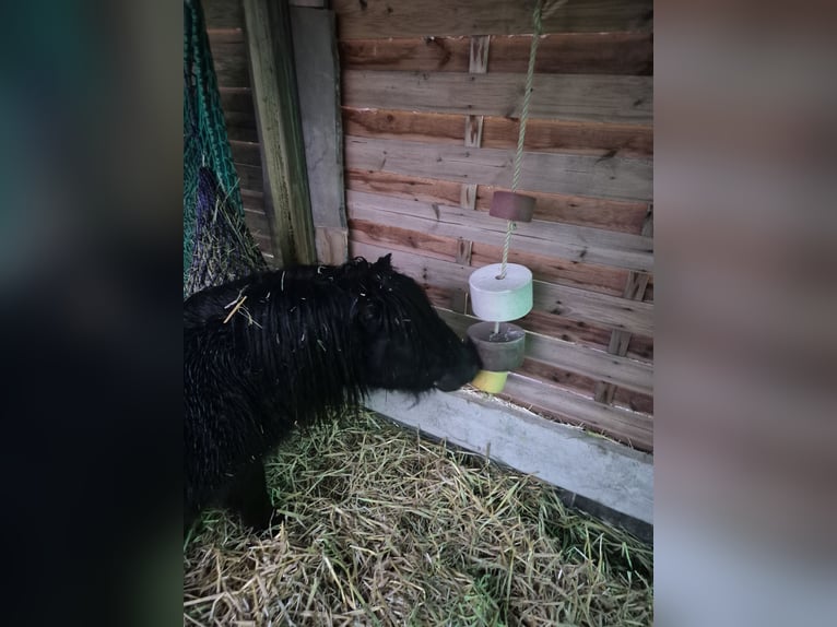 Mini Shetland Pony Stallion Roan-Blue in Northeim