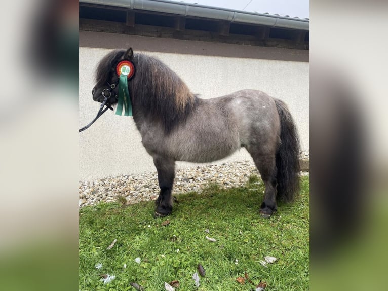 Mini Shetland Pony Stallion Roan-Blue in Peiting