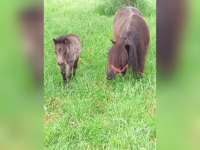 Mini Shetland Pony Stute 10 Jahre 85 cm Rappe in Rheinberg