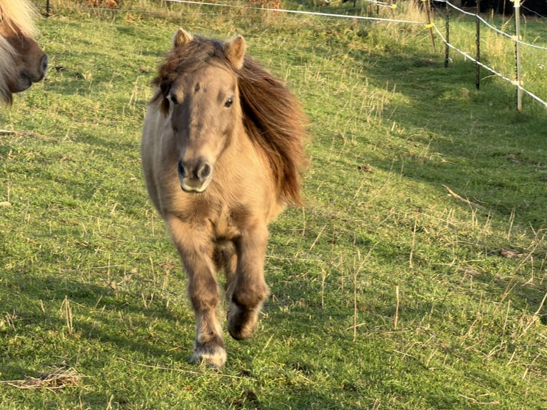 Mini Shetland Pony Stute 10 Jahre 86 cm Champagne in Kronach
