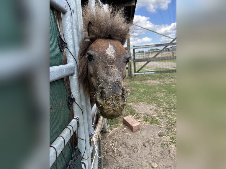 Mini Shetland Pony Stute 10 Jahre 87 cm Dunkelfuchs in Wedemark