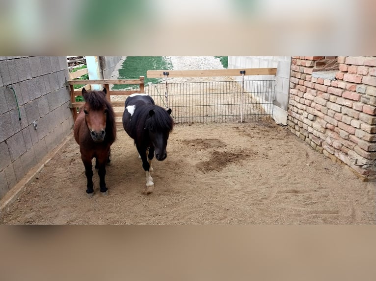 Mini Shetland Pony Stute 10 Jahre Brauner in Ringendorf