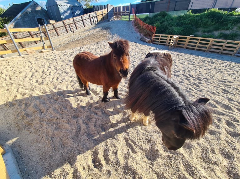 Mini Shetland Pony Stute 10 Jahre Brauner in Ringendorf