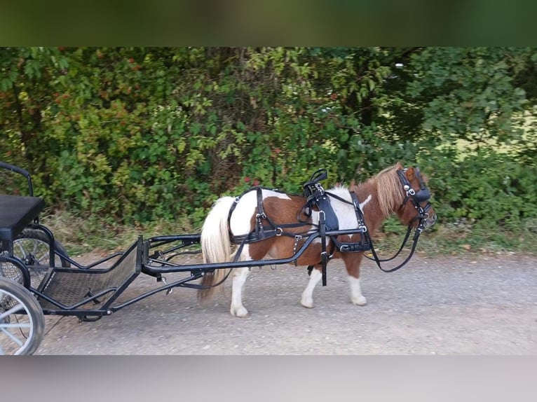 Mini Shetland Pony Stute 10 Jahre Schecke in Oberzent
