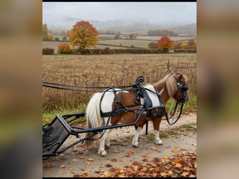 Mini Shetland Pony Stute 10 Jahre Schecke in Oberzent