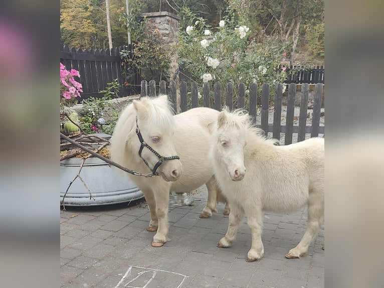 Mini Shetland Pony Stute 11 Jahre 78 cm Cremello in Winkel