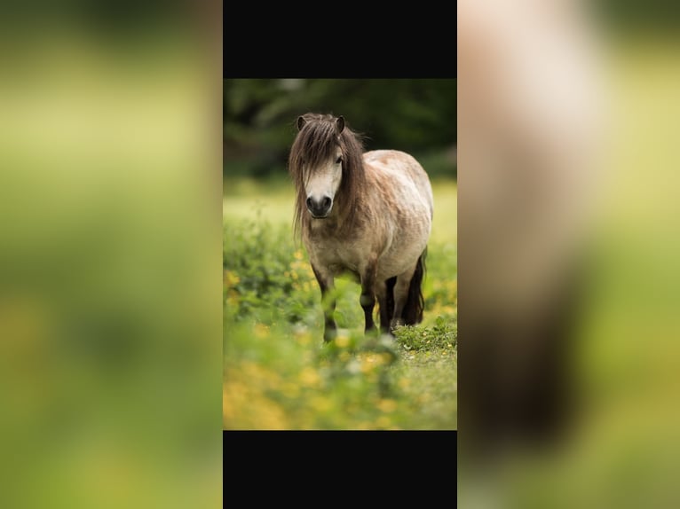 Mini Shetland Pony Stute 11 Jahre 84 cm Buckskin in Fronreute
