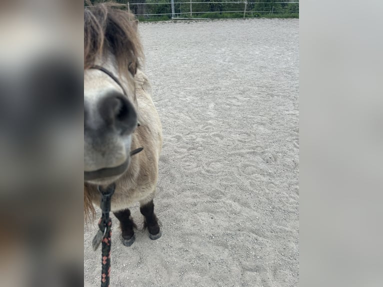 Mini Shetland Pony Stute 11 Jahre 85 cm Buckskin in Filderstadt