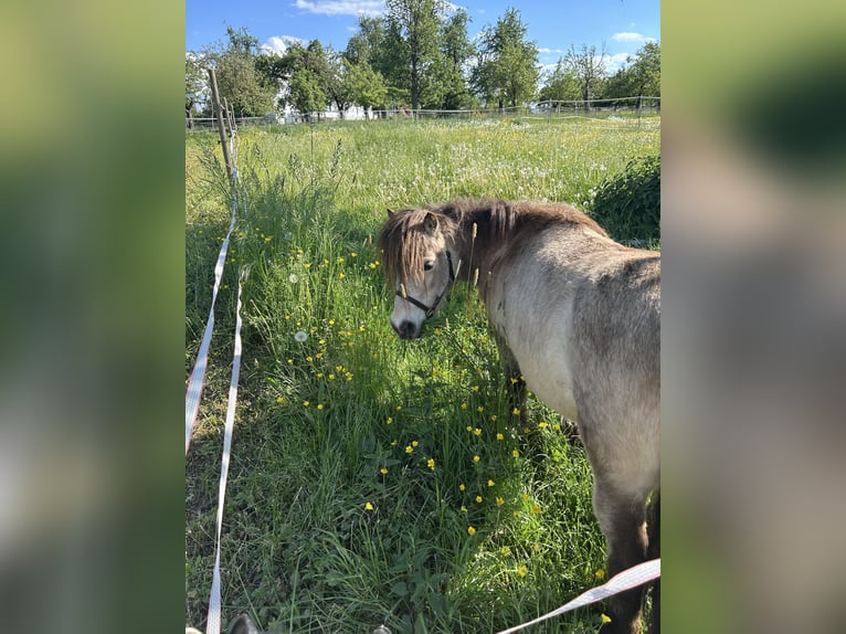 Mini Shetland Pony Stute 11 Jahre 85 cm Buckskin in Filderstadt