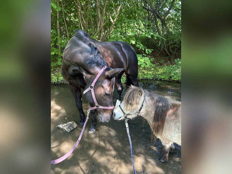 Mini Shetland Pony Stute 11 Jahre 85 cm Buckskin in Filderstadt