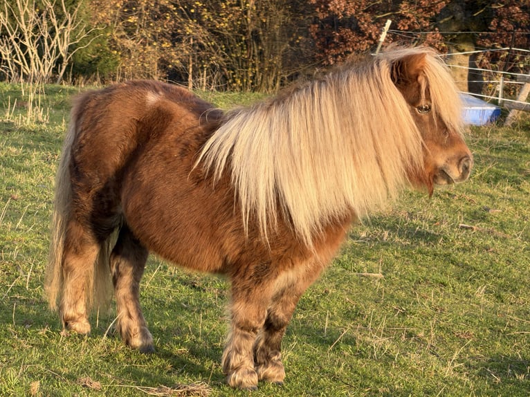Mini Shetland Pony Stute 11 Jahre 86 cm Fuchs in Kronach