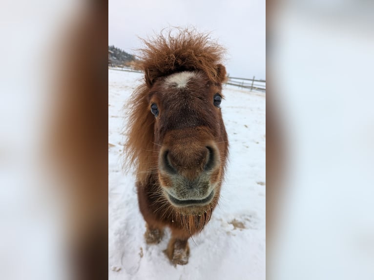 Mini Shetland Pony Stute 11 Jahre in Bamberg