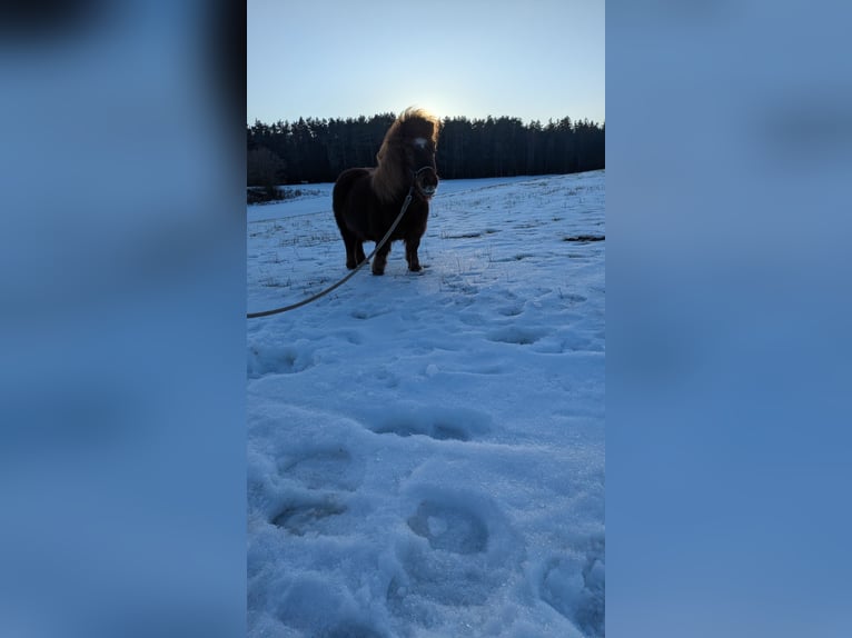 Mini Shetland Pony Stute 11 Jahre in Bamberg