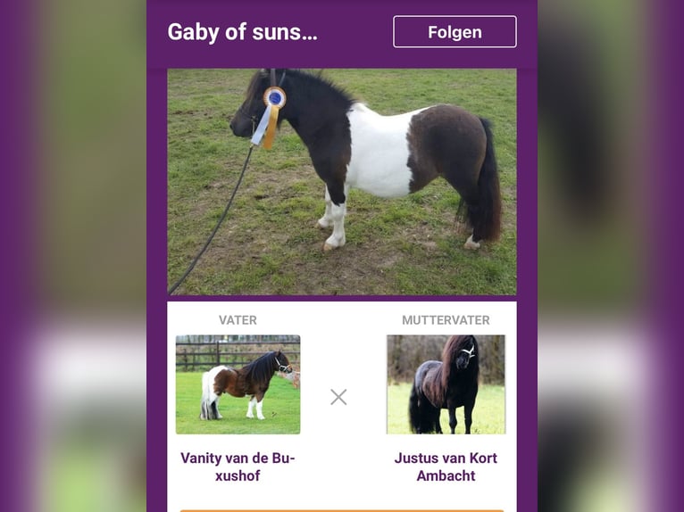 Mini Shetland Pony Stute 11 Jahre in Gro&#xDF;enknetenGrossenkneten