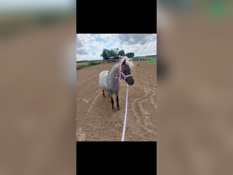 Mini Shetland Pony Mix Stute 12 Jahre 82 cm Roan-Bay in Alsbach-Hähnlein