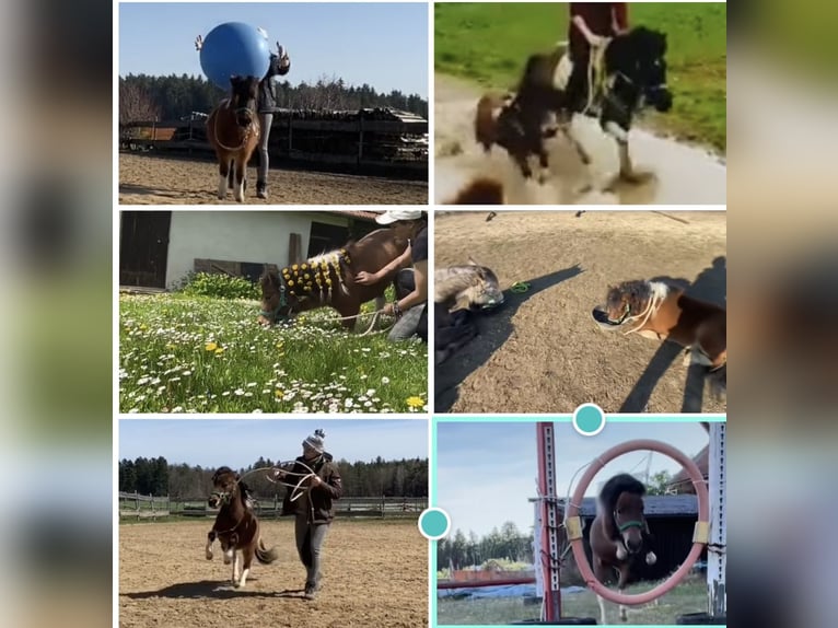 Mini Shetland Pony Stute 12 Jahre 85 cm Schecke in Hohenburg
