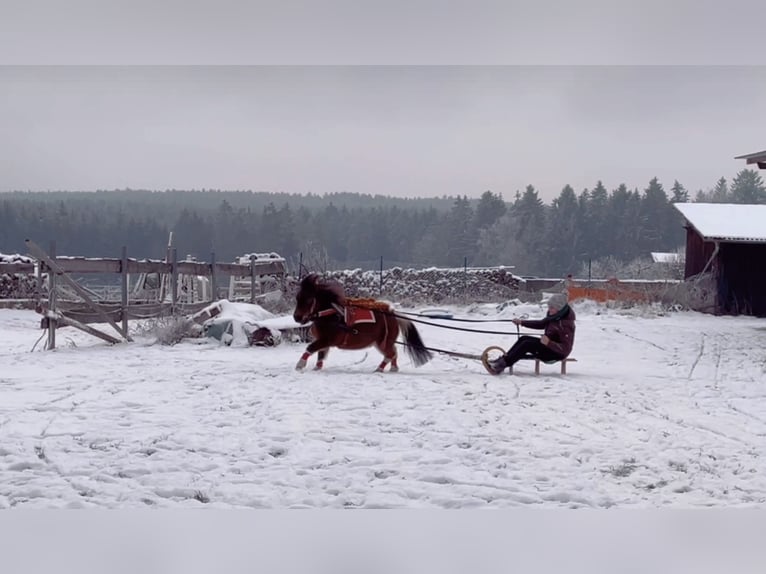 Mini Shetland Pony Stute 12 Jahre 85 cm Schecke in Hohenburg