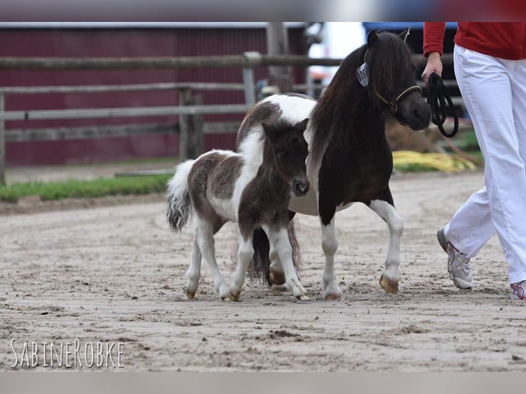 Mini Shetland Pony Stute 12 Jahre 86 cm Schecke in Großenkneten