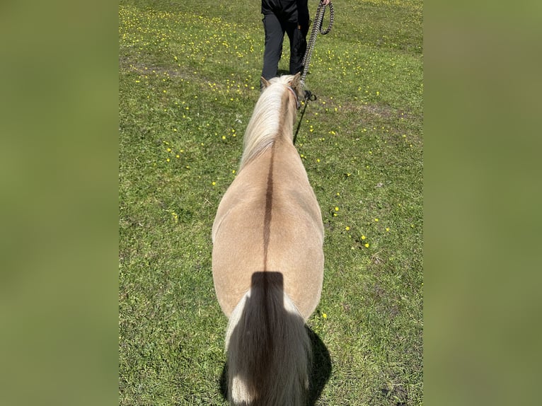 Mini Shetland Pony Stute 12 Jahre Palomino in Wacken