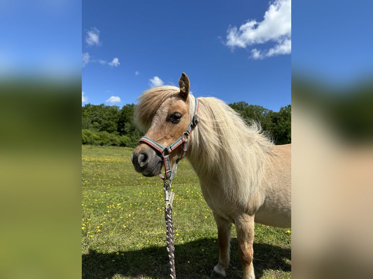 Mini Shetland Pony Stute 12 Jahre Palomino in Wacken