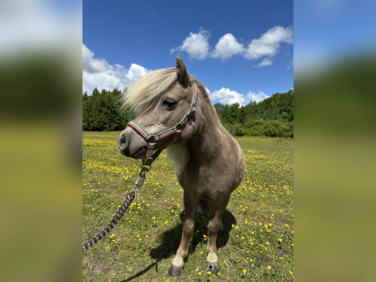 Mini Shetland Pony Stute 12 Jahre Palomino in Wacken