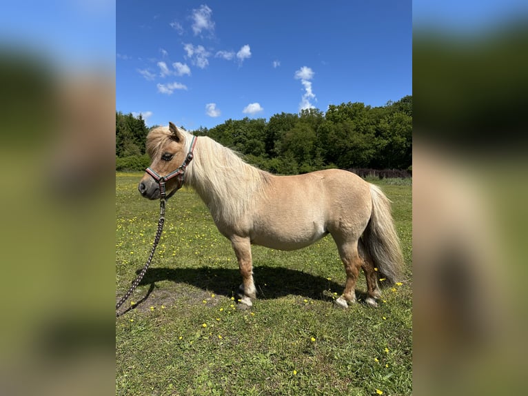 Mini Shetland Pony Stute 12 Jahre Palomino in Wacken