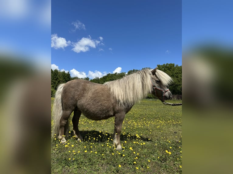 Mini Shetland Pony Stute 12 Jahre Palomino in Wacken