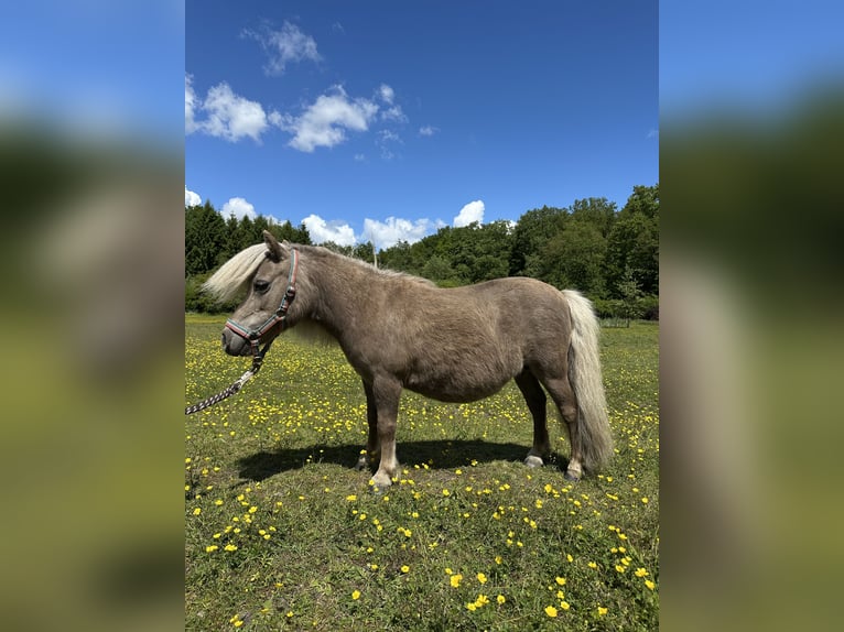 Mini Shetland Pony Stute 12 Jahre Palomino in Wacken